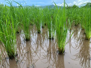 Obraz premium collection of organic rice field plant in farm background