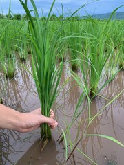 collection of organic rice field plant in farm background