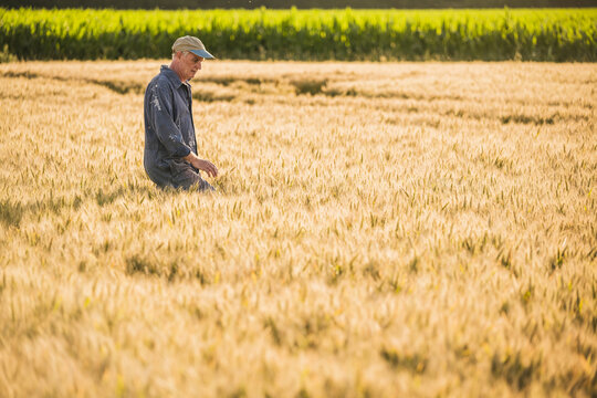 Farmer wearing cap walking in wheat field