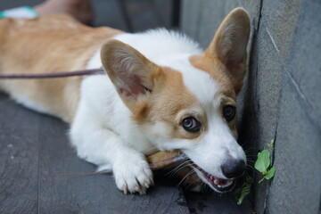 A brown-white corgi dog is chewing a bone or bully stick on grey stone tiles. Selectively focused on the eyes. - obrazy, fototapety, plakaty