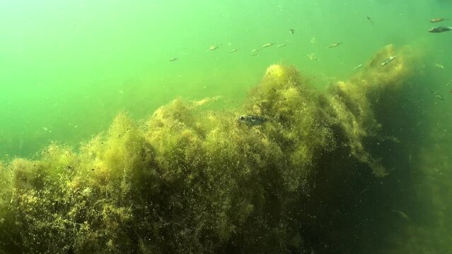 Three-spined sticklebacks (Gasterosteus aculeatus) swim near the abandoned fishing net in the Baltic Sea. Estonia.