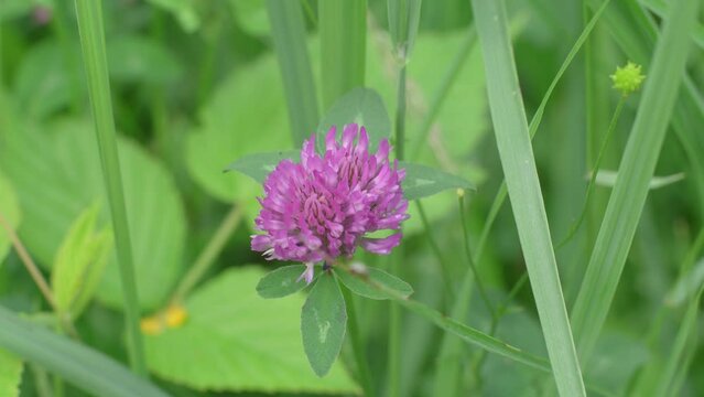 A Purple Clover Flower Surrounded By Greenery And Grass
