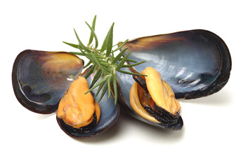 mussels isolated on white background