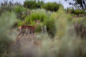 Naklejka na ściany i meble Female Red Deer among the vegetation. Cervus elaphus. Sierra de la Culebra, Zamora, Spain.