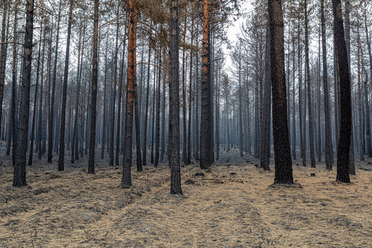 Scots pine forest after a fire in the Sierra de la Culebra, Zamora, Spain.