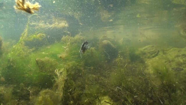 Female three-spined stickleback (Gasterosteus aculeatus) swims near the surface in the Baltic Sea.