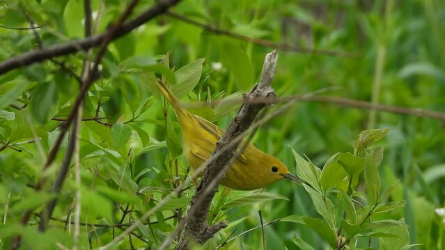 Close Up Of A Female American Yellow Warbler Hopping Around Through Trees In The Forest. Setophaga Petechia.