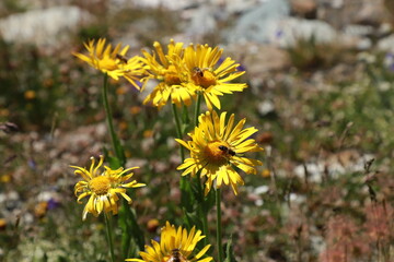 arnica