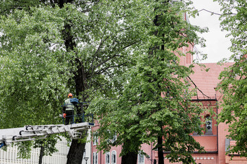 Gardener or tree surgeon pruning a tree
