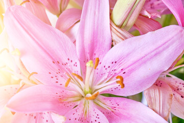 Pink lily bright sunny day, background, flowers close up, pistil and stamens.