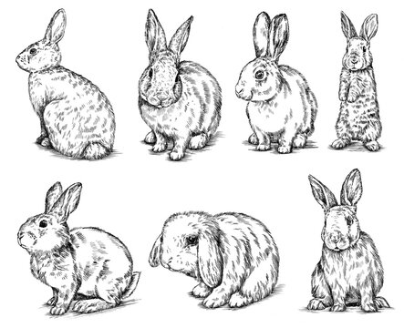 black and white brush painting ink draw isolated rabbit set illustration