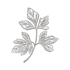 Parsley branch on a light background isolated. Spicy herb for cooking. The concept of organic food. Hand-drawn vector illustration.