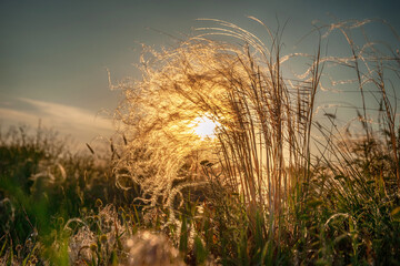 Sunbeam through dry feather grass