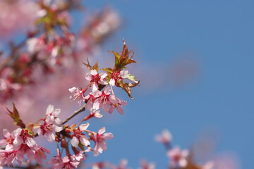 Flowering sakura tree.