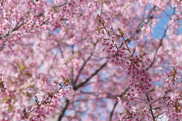 Flowering sakura tree.