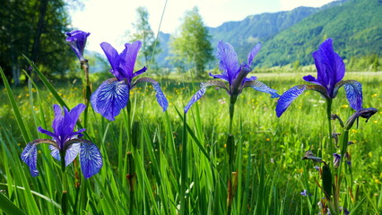 Nahaufnahme in Feuchtwiese mit blauen Schwertlilien eines Biotops  im Ammergau mit Wald und Bergen 