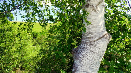 schöner Birkenstamm mit weiß-schwarzer Zeichnung vor grüner Wiese und Birkenblättern in Bayern