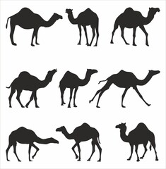 .Vector set of silhouettes of one-humped camels. Shadows Large mammal animal. Ship of the desert, steppe.