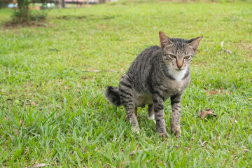 cat is pooping on the grass