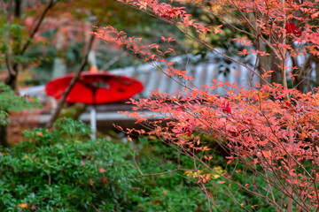 秋の神戸市・瑞宝寺公園で見た、色鮮やかな紅葉とその後ろにある和傘