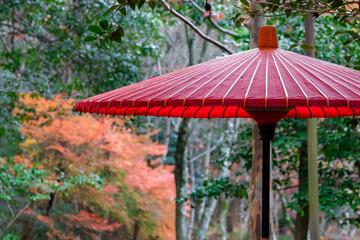 秋の神戸市・瑞宝寺公園で見た、赤い和傘とその背景にある紅葉