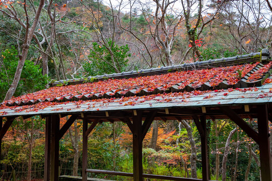 秋の神戸市・瑞宝寺公園で見た、屋根の上に落ちた真っ赤な紅葉
