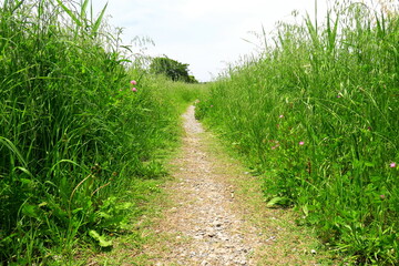 Obraz premium 夏の放水路土手の夏草生える細道風景