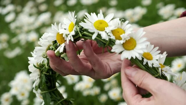 Women's hands make a wreath of daisies on the field. Weaving wreaths from flowers by hand.