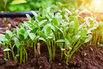Fenugreek microgreens, Spouting micro green, Trigonella foenum-graecum, sprouted fenugreek seed,...