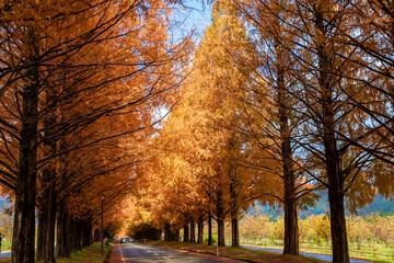 秋の滋賀県・高島市で見た、オレンジに色づくメタセコイア並木の紅葉と隙間から見える青空