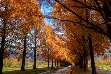 秋の滋賀県・高島市で見た、オレンジに色づくメタセコイア並木の紅葉と隙間から見える青空