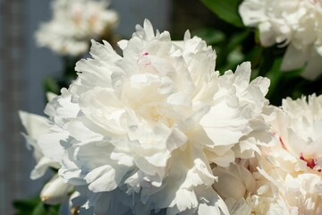 White peony buds in the garden