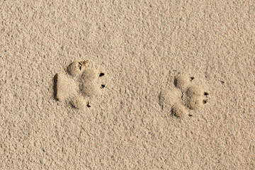 dog footprints in the sand