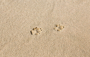 Fototapeta na wymiar dog footprints in the sand