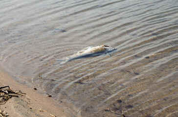 dead fish on the shore by the sea