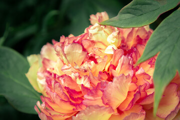 macro photography. isolated flower. flower close-up. beautiful desktop wallpapers. background with a large flower. floral wallpaper. bright orange and yellow peony, close-up