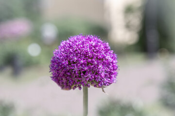 macro photography. isolated flower. flower close-up. beautiful desktop wallpapers. background with a large flower. floral wallpaper. lilac allium. a beautiful flower in the form of a ball. decorative 