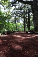 nutmeg tree/ forest road/ 비자 숲길