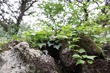 ivy/ jeju/ 담쟁이