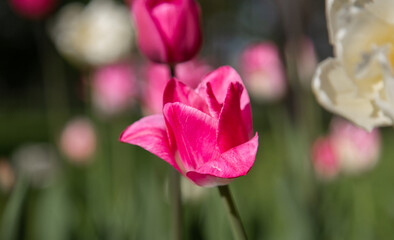 macro photography. isolated flower. flower close-up. beautiful desktop wallpapers. background with a large flower. floral wallpaper. pink tulip