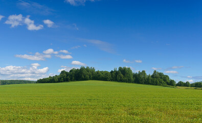 Fototapeta na wymiar Summer field landscape background. Green meadow with hill, grass, forest and sunny blue sky. 