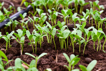 Fenugreek microgreens, Spouting micro green, Trigonella foenum-graecum, sprouted fenugreek seed, micro green, growing Sprouts, green loving concept, organic food