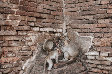The crab-eating macaque monkeys family sitting avoid the sun under at Phra Prang Sam Yot, Lop Buri Province, Thailand Is a tourist destination that has a lot of monkeys living.