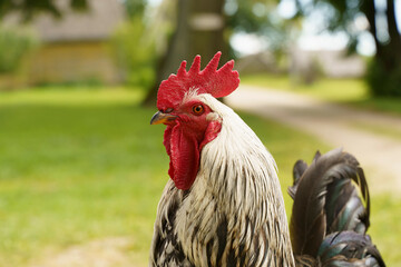 Rooster cock on a farm in the village outside. Rustic and rural domestic animals and birds.