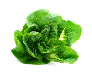 Green butter lettuce vegetable or salad isolated on white background