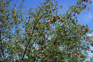 Apfelbaum mit roten Äpfeln bei Sonnenschein vor blauem Himmel im Sommer