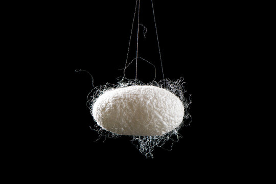 Natural silkworm cocoons isolated on black background
