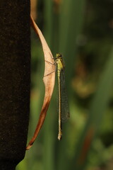 dragonfly on a leaf