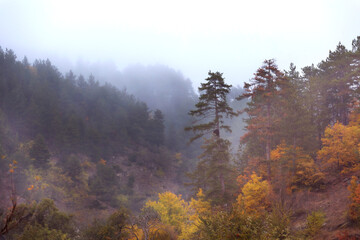 Autumn foggy forest, Bulgaria