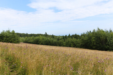 Obraz premium Summer mountain landscape. Green meadow with wildflowers near the forest. Carpathian Mountines, Ukraine, Eastern Europe.